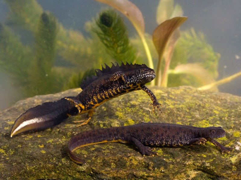Great crested newts